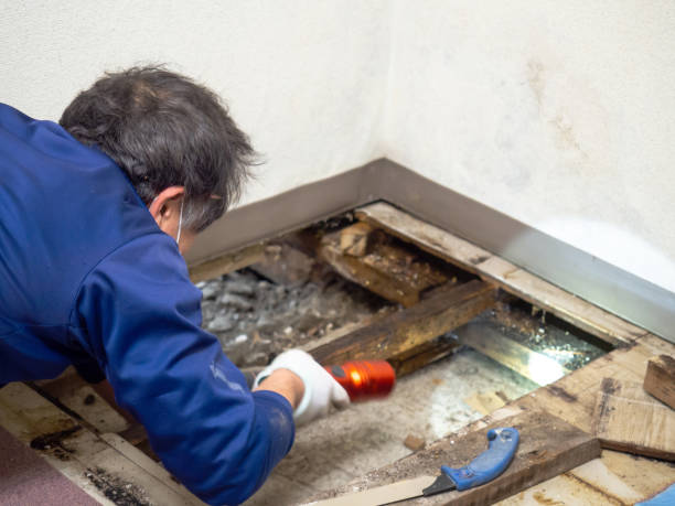 Best Residential Mold Remediation in Warner Robins, GA