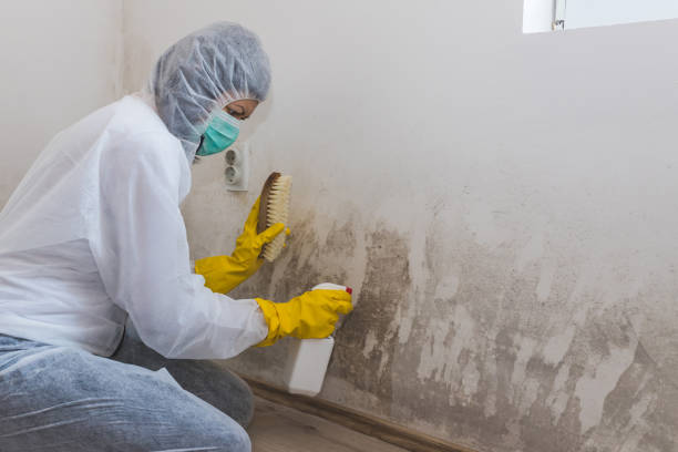 Best Commercial Mold Remediation in Warner Robins, GA