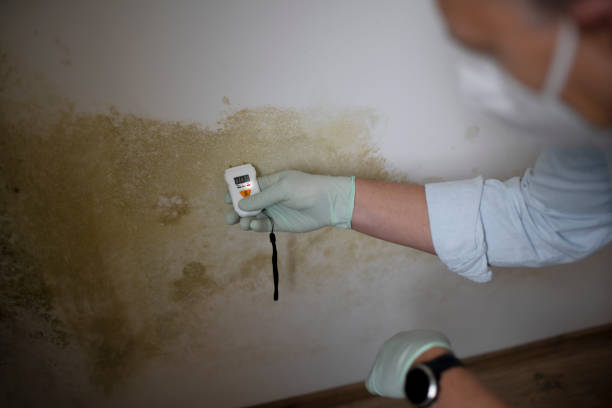 Best Insurance-Related Mold Remediation in Warner Robins, GA