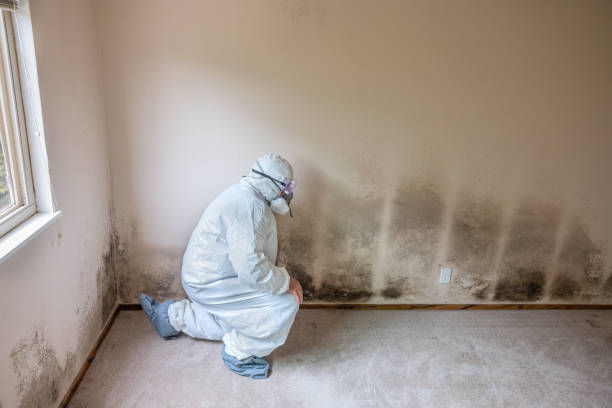 Trusted Warner Robins, GA Mold Remediation Experts